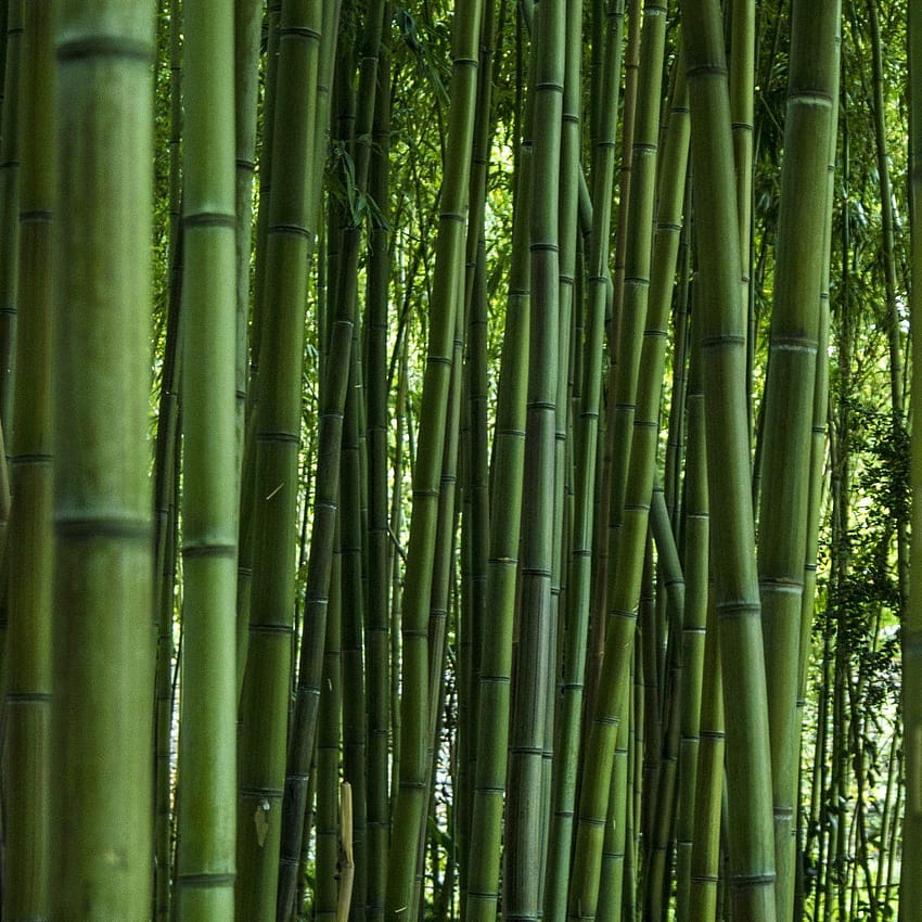 Green, forest, bamboo, trees, , bamboo tree HD phone wallpaper | Pxfuel