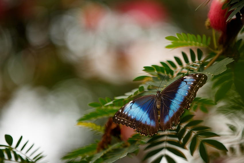 2929559 graphie papillon bokeh feuilles bleu macro insecte, macro animaux Fond d'écran HD