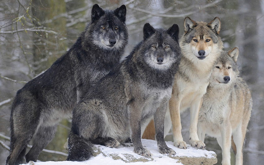 wolves, pack, wildlife, predators, winter, snow, forest, pack of wolves with resolution 1920x1200. High Quality HD wallpaper