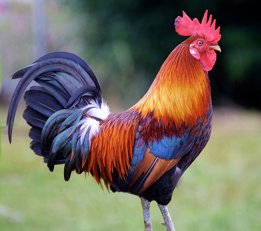Animals Backgrounds, 782969 Rooster , by Slavasan Lynam, roosters HD wallpaper
