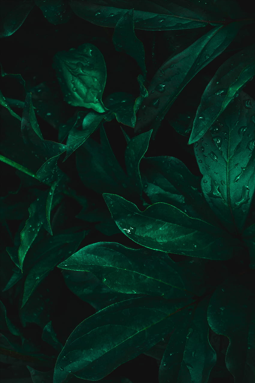 3072x4608 leaves, drops, moisture, green, dark backgrounds, aesthetic dark leaves HD phone wallpaper