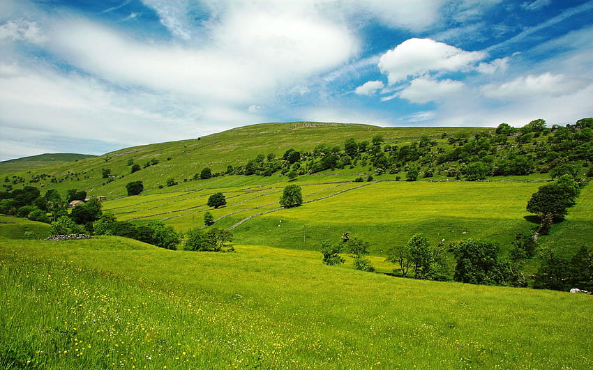 Hochauflösendes grünes Grasfeld HD-Hintergrundbild