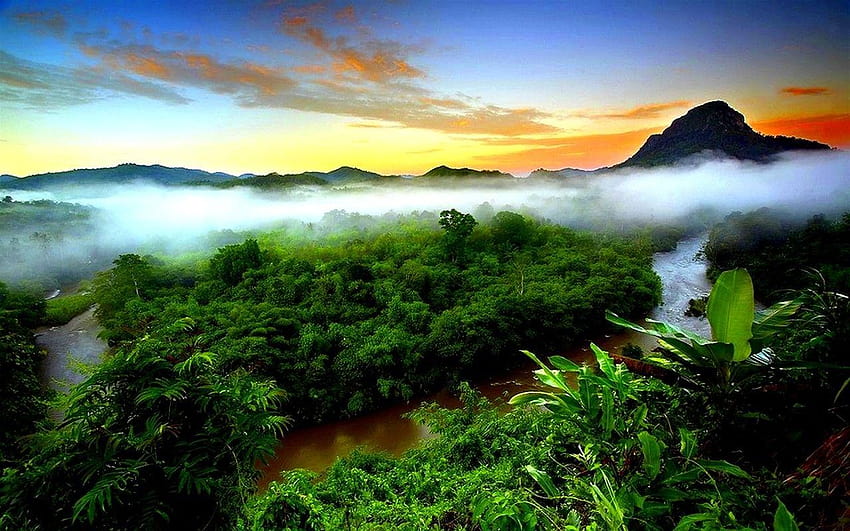 ป่าไม้: RAINFOREST FOG ไร่ป่า ภูเขาเขียว แม่น้ำ ป่าฝน ป่าดิบชื้น วอลล์เปเปอร์ HD