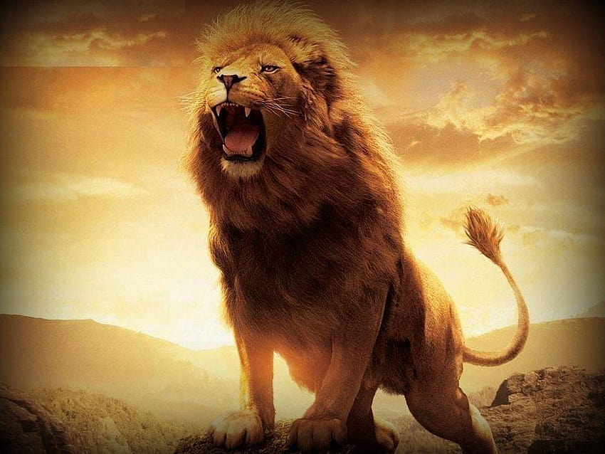 Löwe Löwe, wütendes Löwengesicht HD-Hintergrundbild
