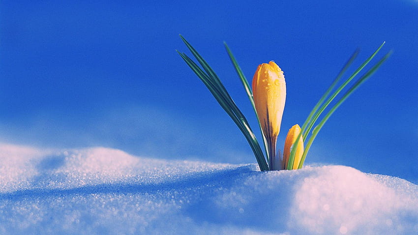the, first day of spring HD wallpaper
