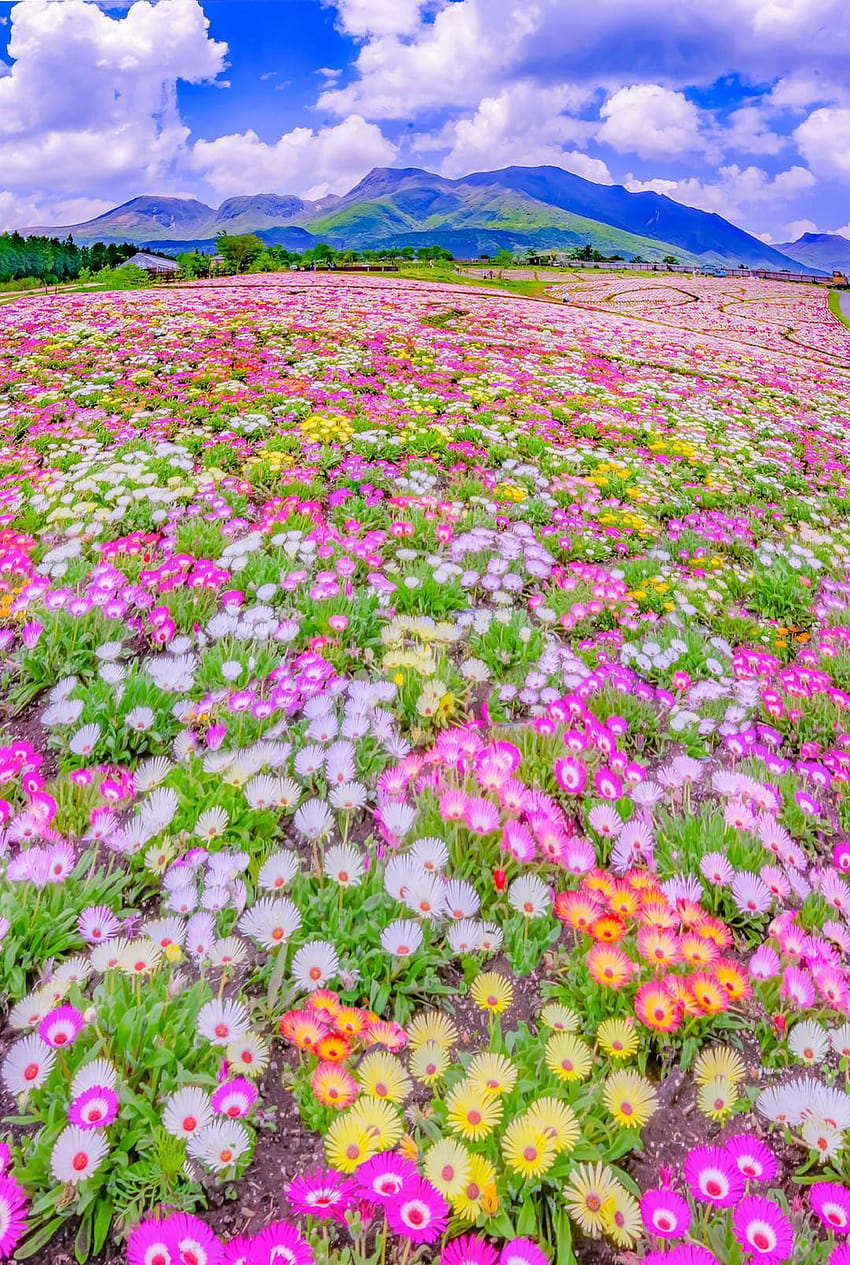 Parque de flores Kuju, Japón, flores del parque fondo de pantalla del teléfono