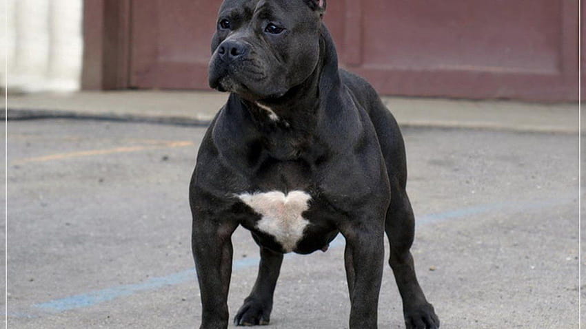 Pitbull Dog: American Pitbull Dog, perros musculosos fondo de pantalla