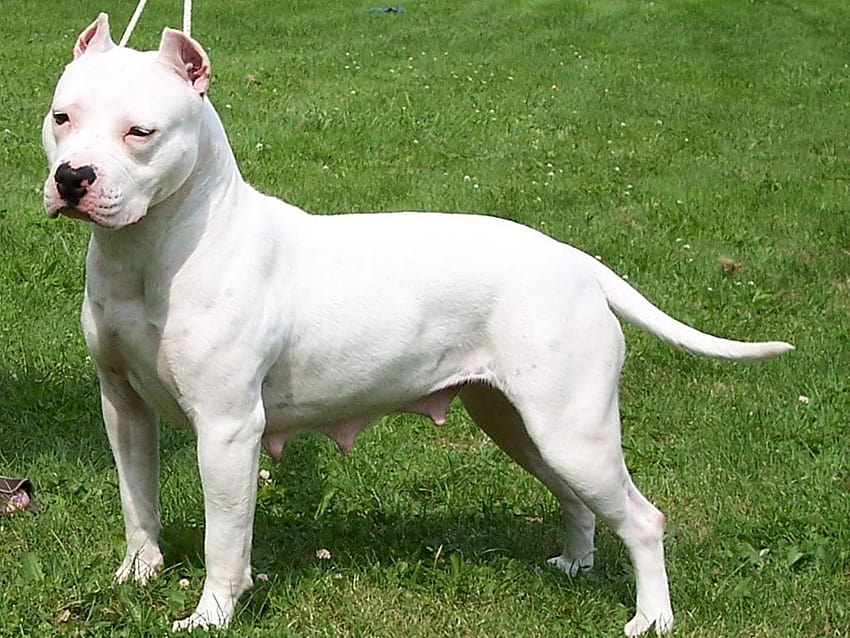 amerykański, pitbull, terier, biały, pies, nowy, , w, american pit bull terrier szczeniak Tapeta HD