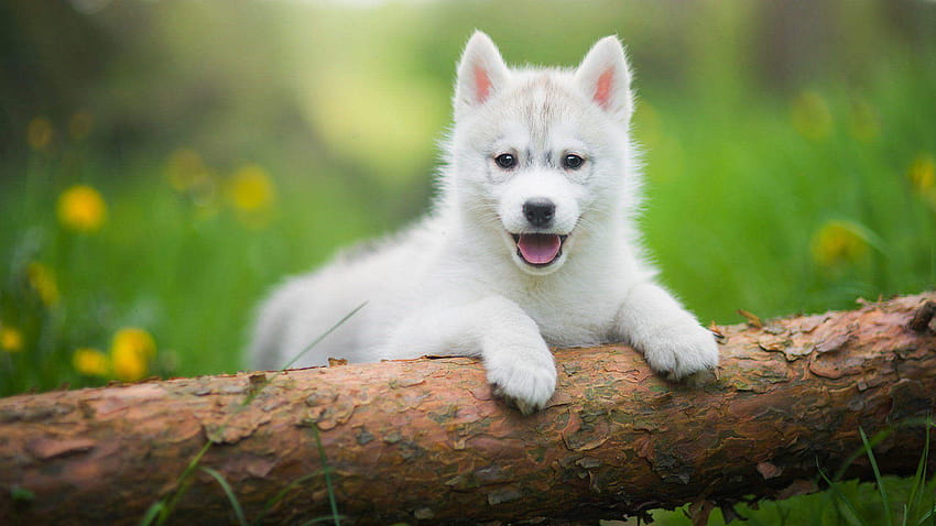 Pin di iPhone 6S Plus Must to Have, baby husky Wallpaper HD