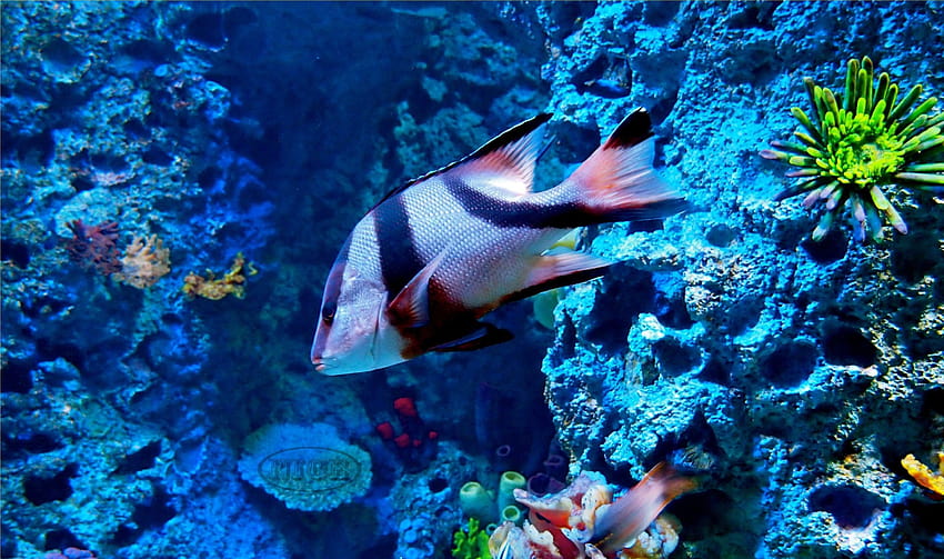 Marine Life, aquatic life HD wallpaper | Pxfuel