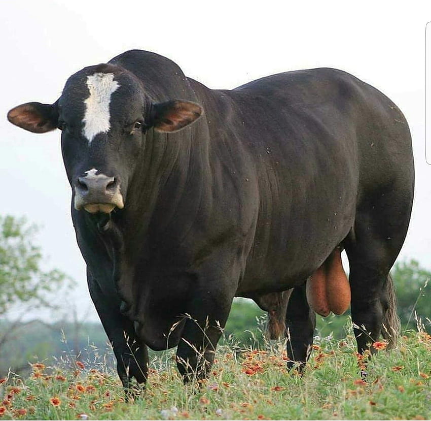 The bull . ., fat cow HD wallpaper