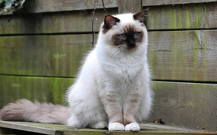 Бяла пухкава котка до дървената ограда HD тапет