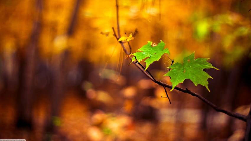 nature, Macro, Leaves, Blurred / and Mobile, macro nature HD wallpaper