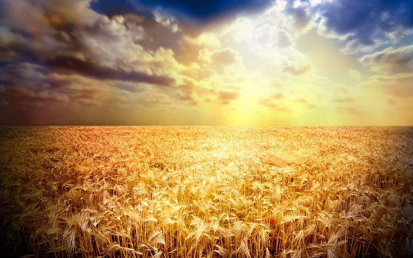 really cool wheat fields 19201200 we have, sun wheat fields HD wallpaper
