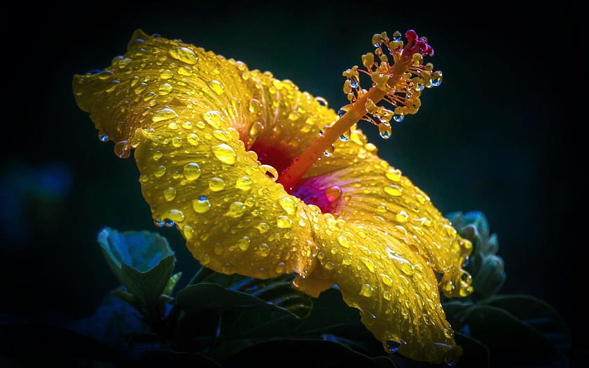 Yellow Hibiscus, earth flower HD wallpaper | Pxfuel