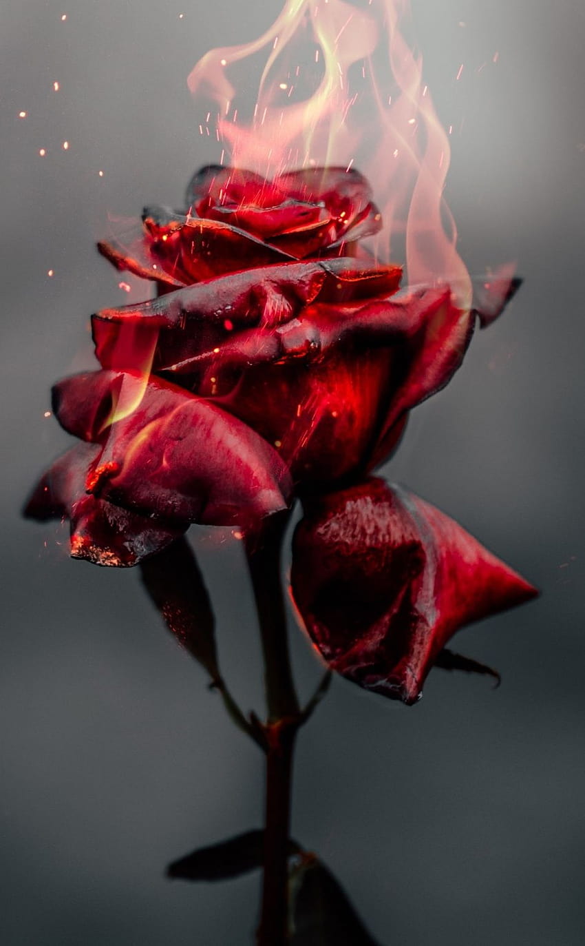 950x1534 burning rose, red, iphone, 950x1534, roes HD phone wallpaper