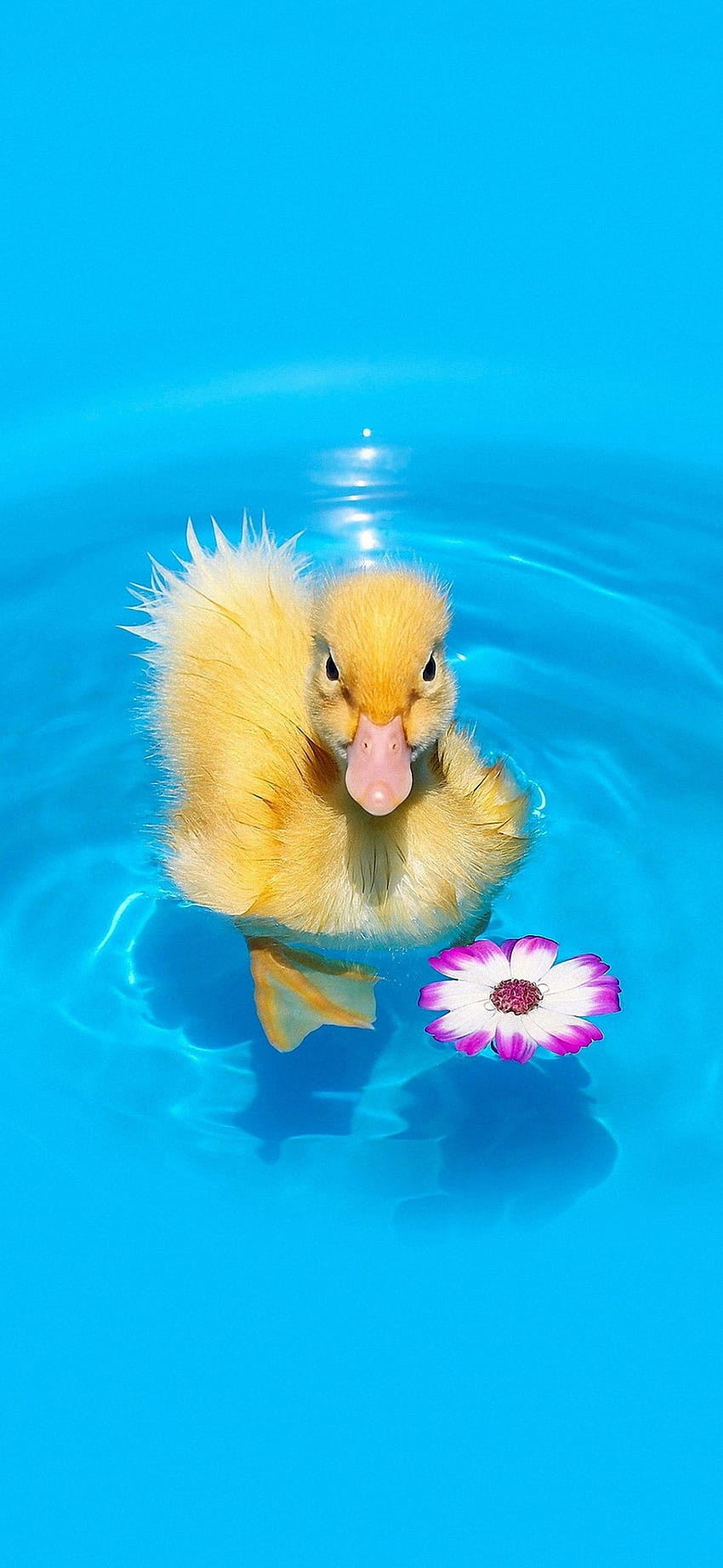 Duck duck cute duck walk HD phone wallpaper  Peakpx