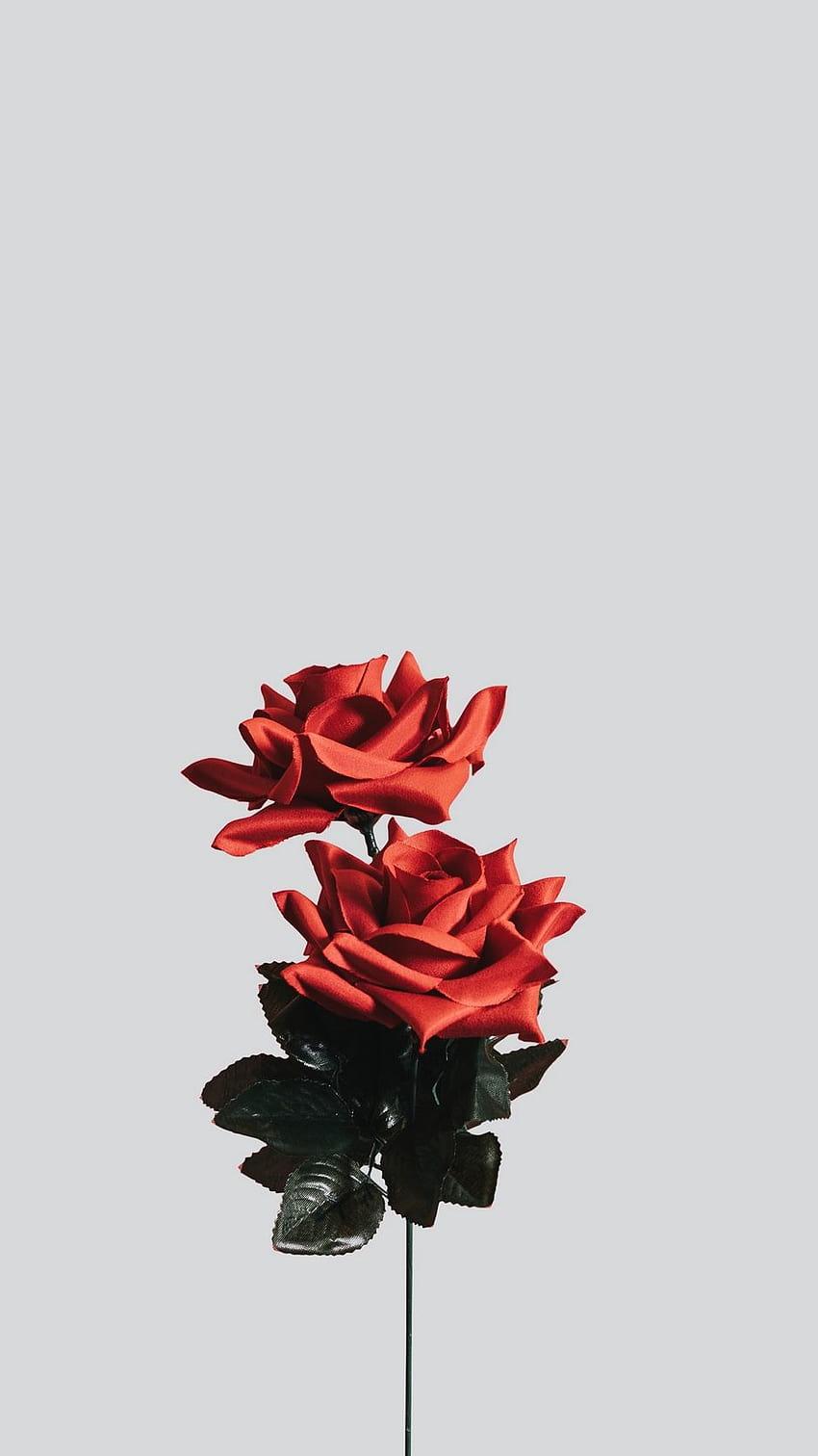 rosa, flor, artificial, minimalismo, pastel minimalista floral fondo de pantalla del teléfono