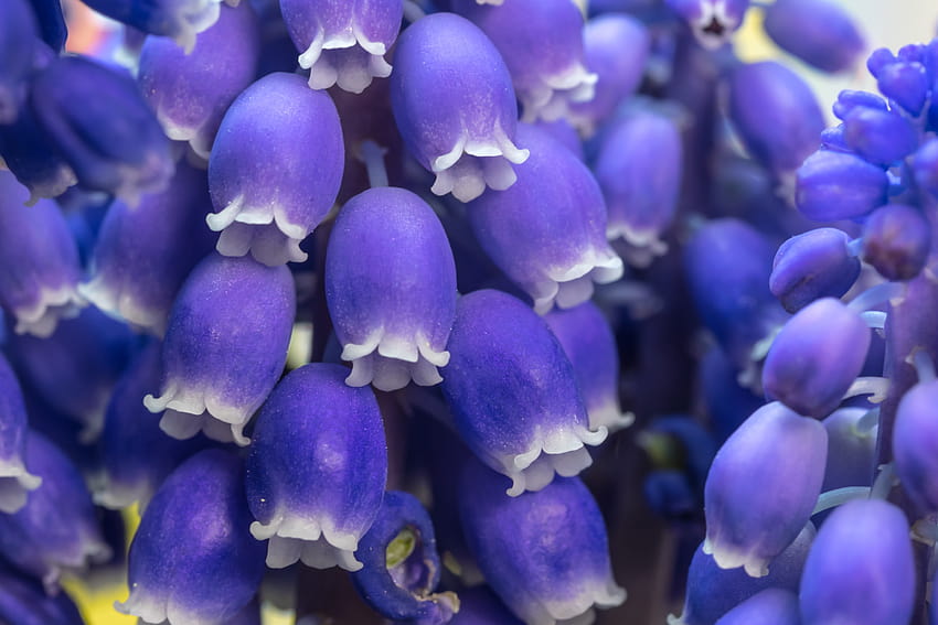Muscari, jacinto de uva, flor, flor, púrpura, azul fondo de pantalla