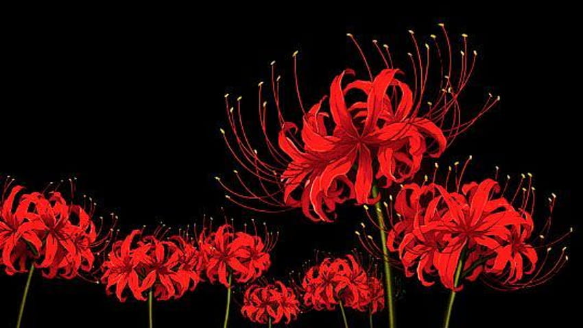 Pin on рисунки, lycoris radiata HD wallpaper | Pxfuel