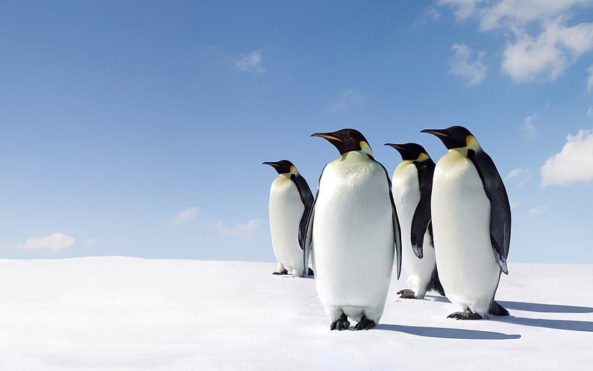 6 Императорски пингвин HD тапет