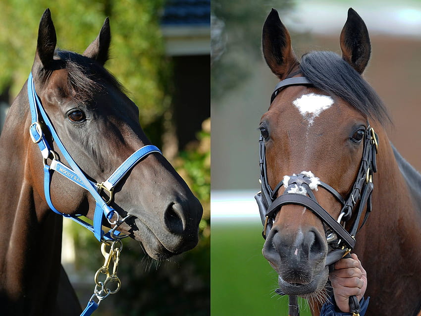 Will Black Caviar and Frankel be mated to produce a 'super horse'? HD wallpaper