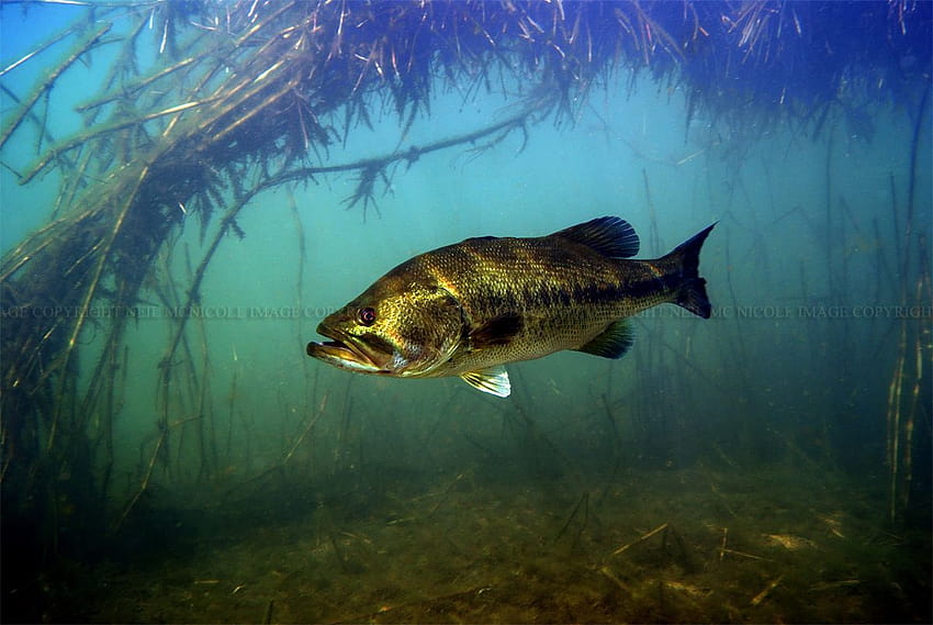 Largemouth Bass Largemouth bass framed by [1200x803] for your , Mobile & Tablet, smallmouth bass HD wallpaper