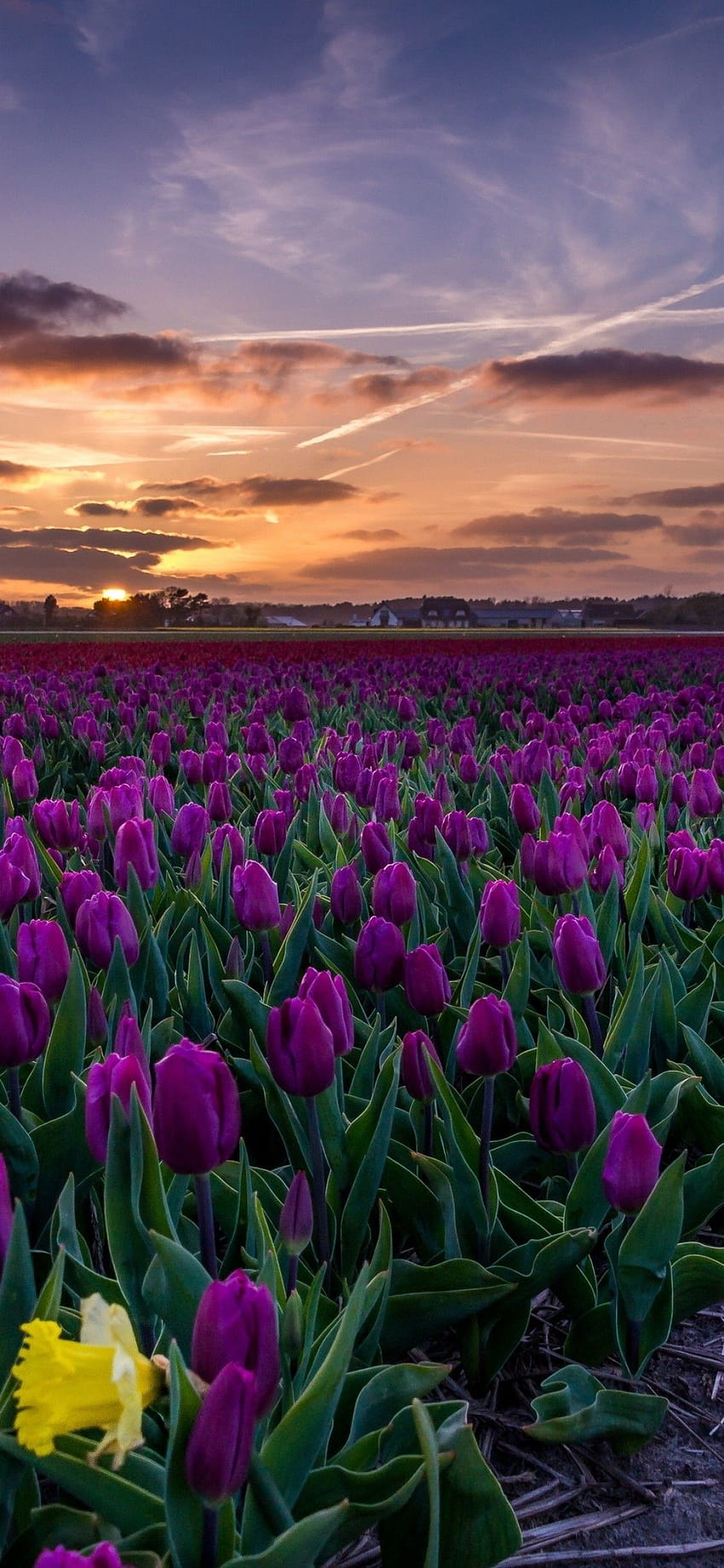 1125x2436 Tulipani viola, campo, sentiero, tramonto, tulipano iphone Sfondo del telefono HD