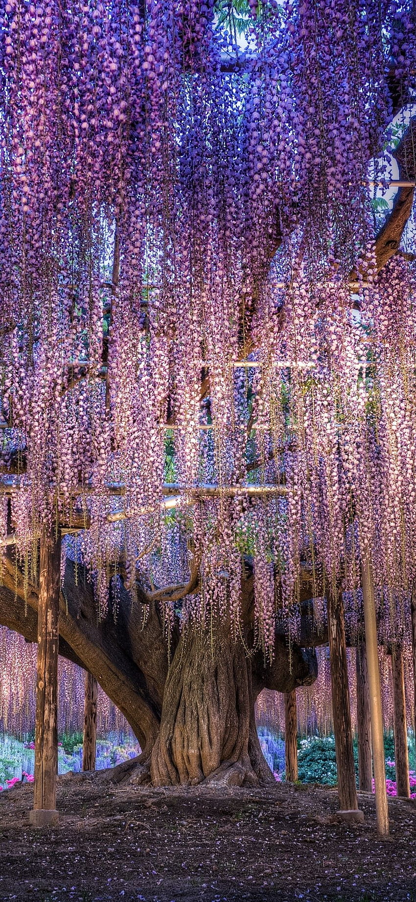 Japan, beautiful wisteria, purple flowers 1125x2436 iPhone 11 Pro, wisteria flowers HD phone wallpaper