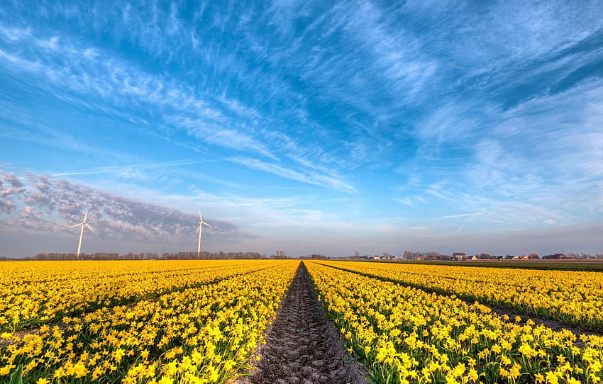 field, clouds, flowers, blue, beauty, spring, yellow, daffodil field spring netherlands HD wallpaper