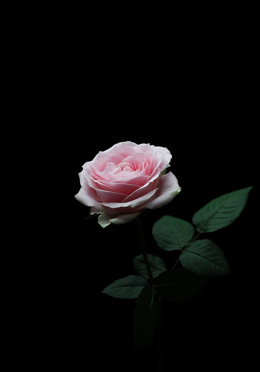 Flowers with Black Backgrounds, single rose in darkness HD phone wallpaper