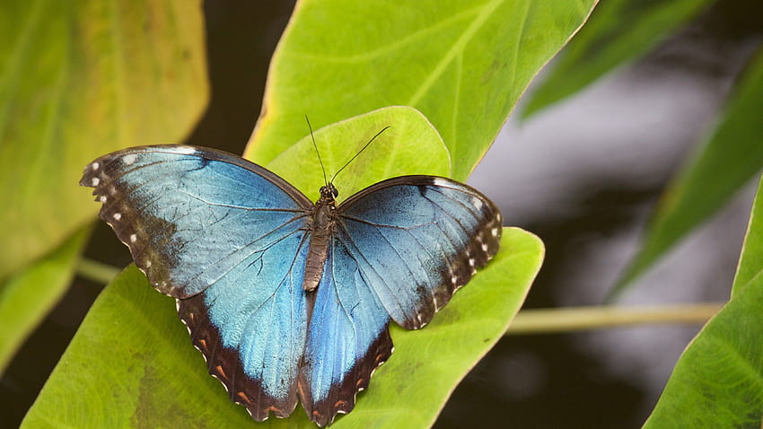 Blue Butterfly On Leave ผีเสื้อลายเสือทั่วไป วอลล์เปเปอร์ HD