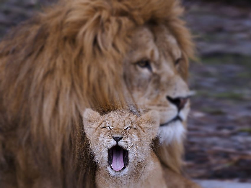 Filhote de leão animais família crianças pai pai filho Predadores selvagens áfrica, pai e filhos papel de parede HD