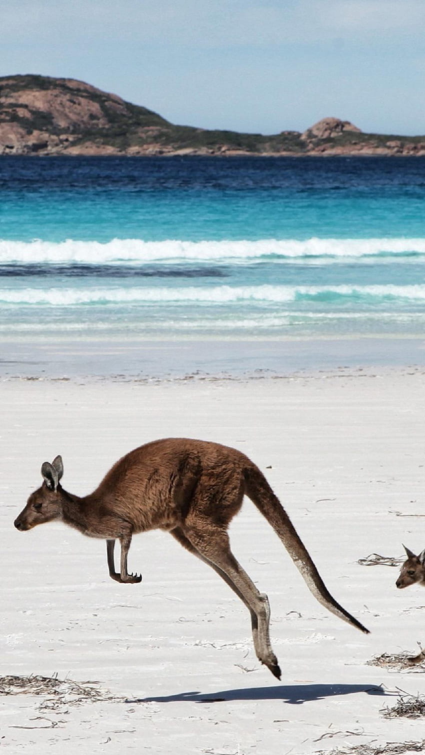 Känguru für Android HD-Handy-Hintergrundbild