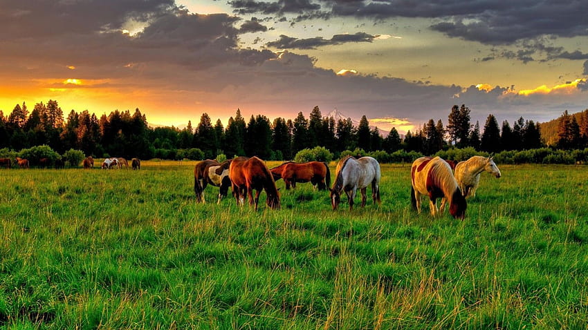 Wilde Mustang-Pferde, Pferdemustang HD-Hintergrundbild