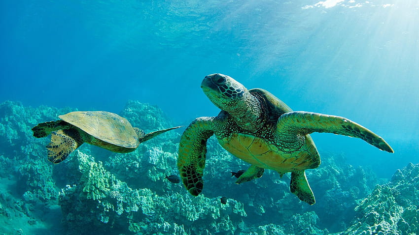 Duas tartarugas marinhas verdes, subaquáticas, recifes de corais, Maui, grande tartaruga de recife de barreira papel de parede HD
