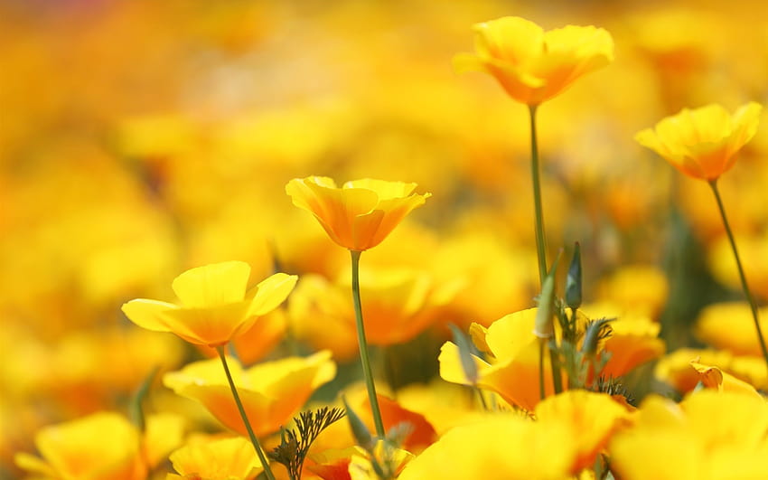 Gelbe Blumen – Modische Kleider HD-Hintergrundbild