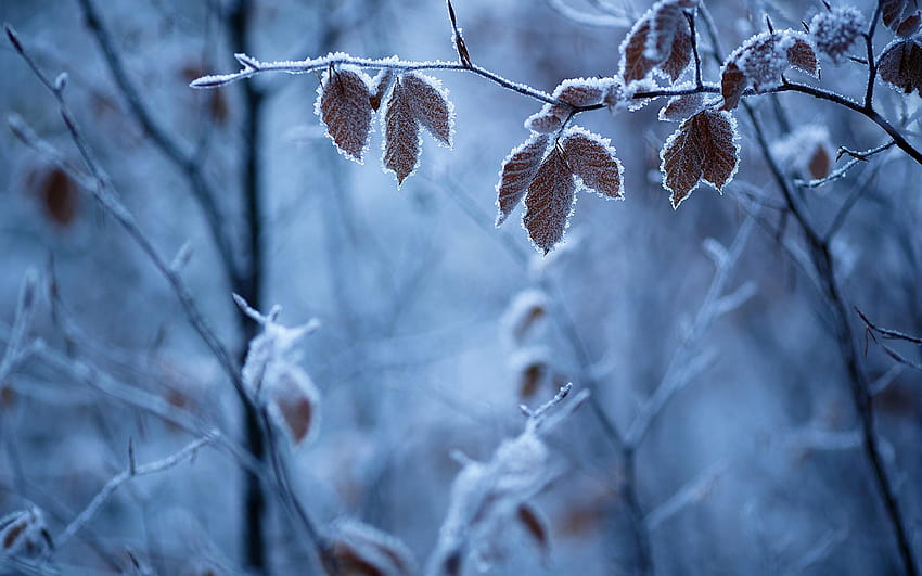 Forest winter, branches, leaves, frost 1920x1200, winter frosted forest HD wallpaper