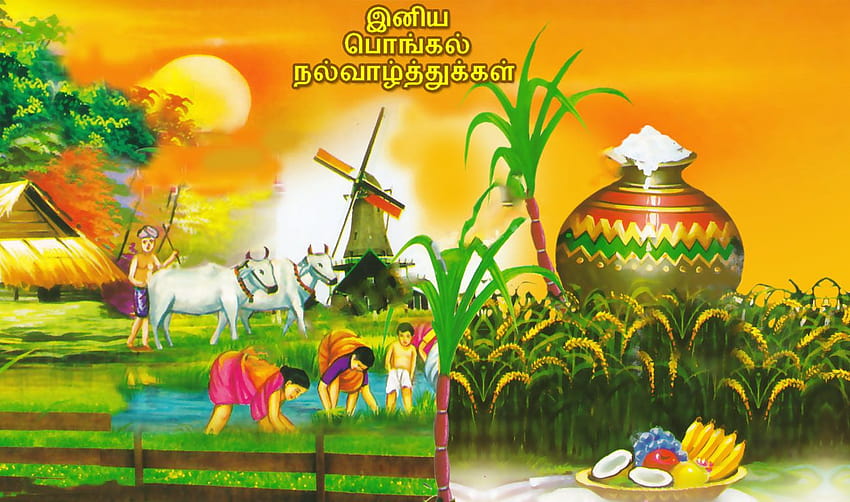 Happy Pongal Festival Tamil Wishes Saluti Sfondo HD