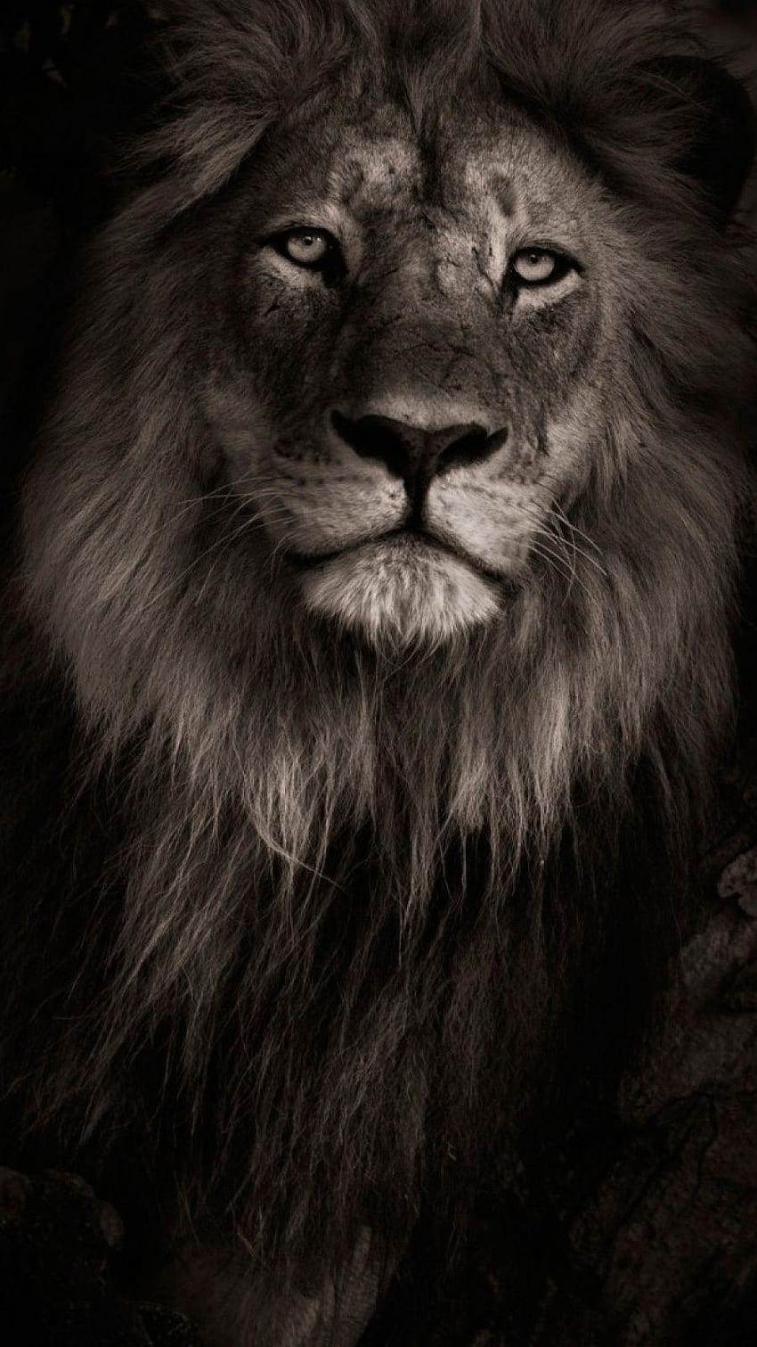 Lion iPhone, lion face iphone HD phone wallpaper