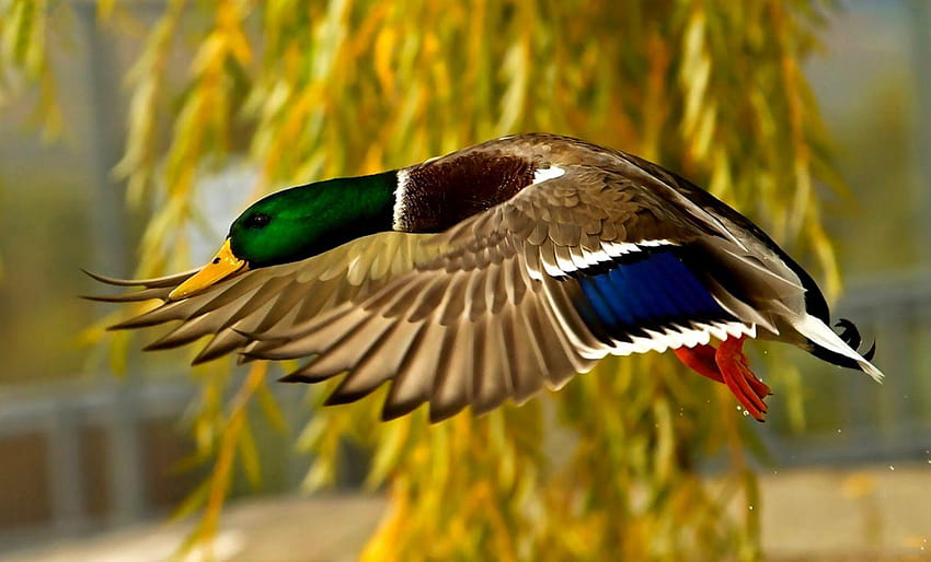 Nature Ducks Flying, wood duck HD wallpaper