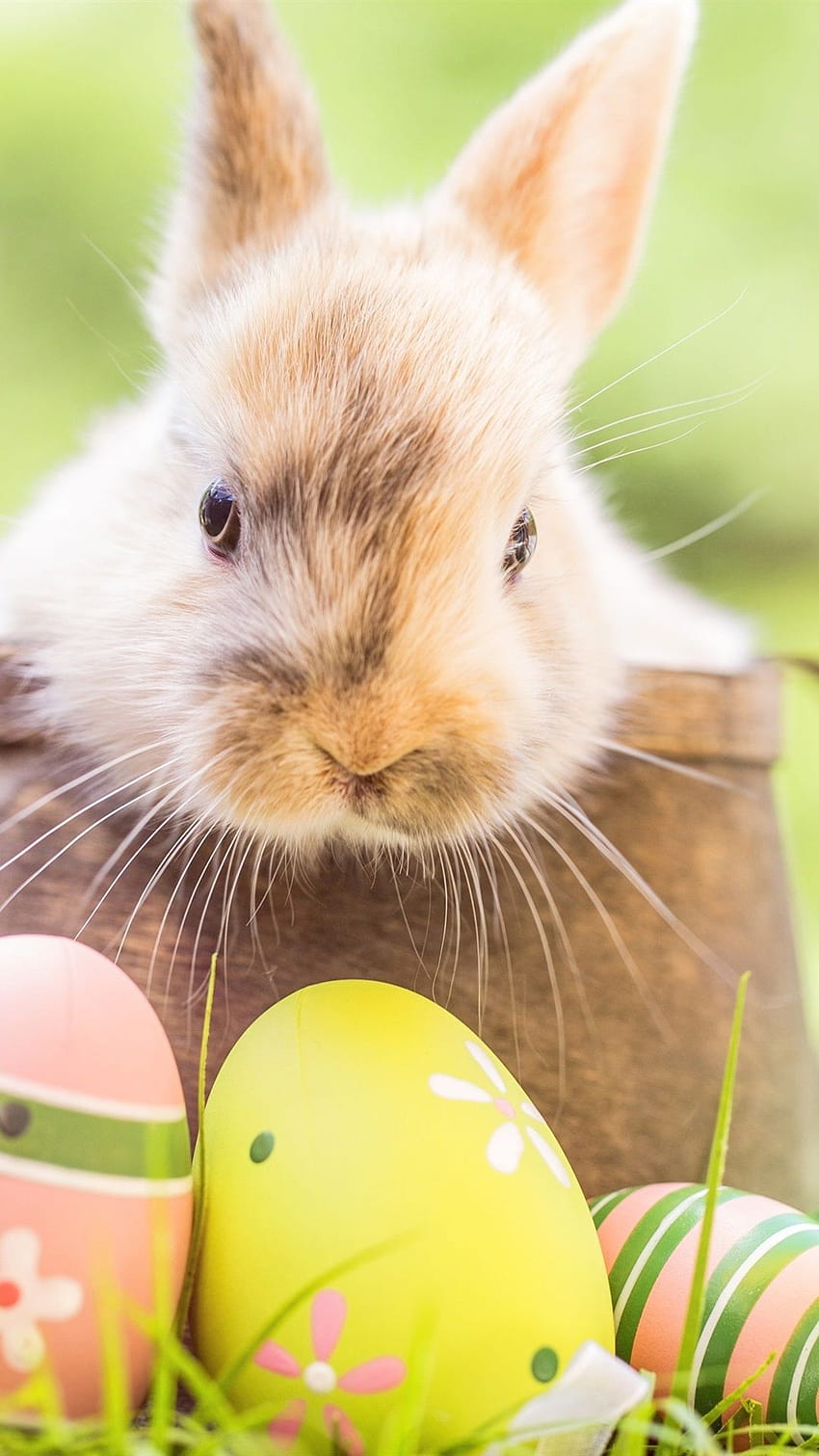 Rabbit, Easter eggs, grass, bokeh 1080x1920 iPhone 8/7/6/6S Plus