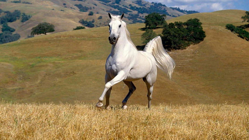 Beautiful White Horse Galloping In Field : 13, zach king HD wallpaper