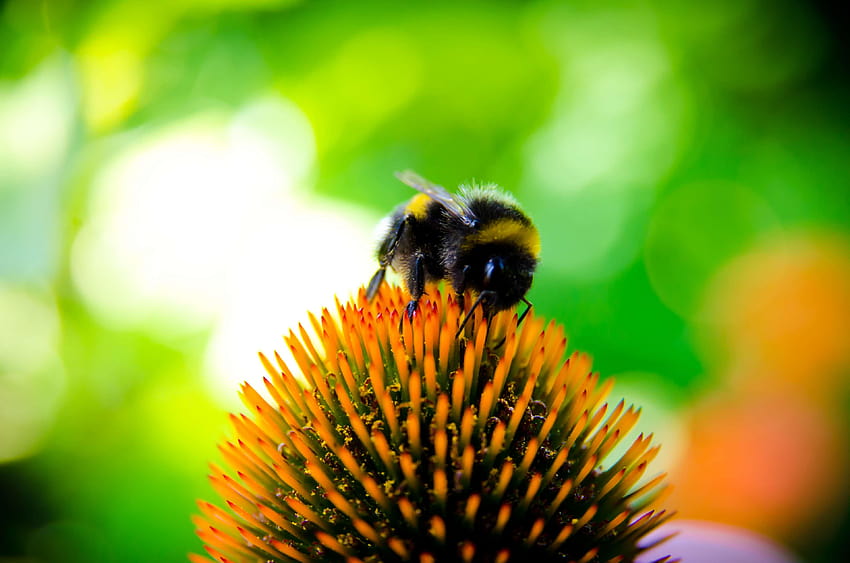 bee, bee g pollen, bumblebee, echinocea, flower, bumblebee insect HD wallpaper