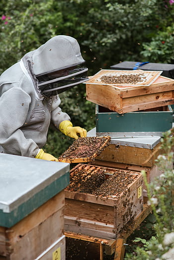 Beekeeping HD wallpaper | Pxfuel