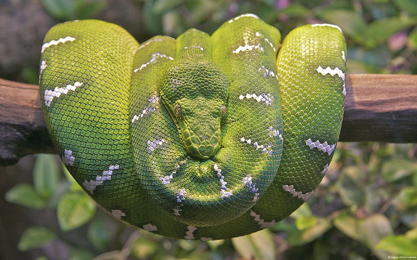 Emerald Tree Boa Snake, boa constrictor HD wallpaper