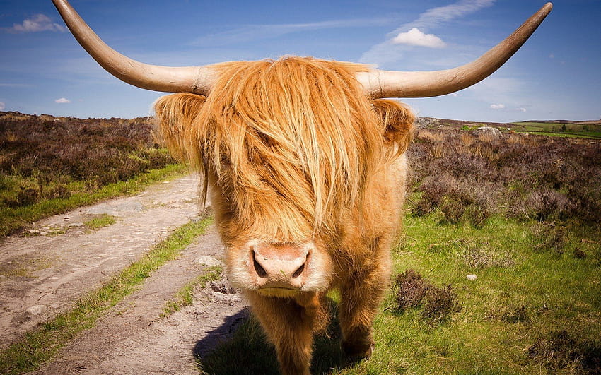 Highland Cow, fluffy cows computer HD wallpaper