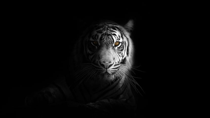 retrato, mínimo, tigre blanco, oscuro, , 4b3330 fondo de pantalla
