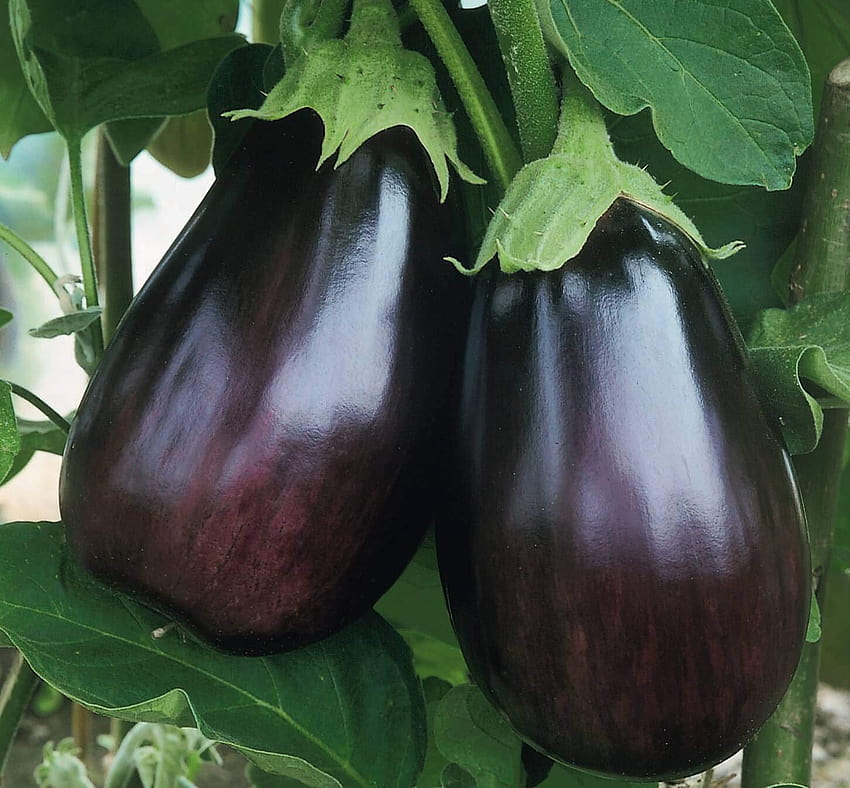 Original Pack Eggplant 'Black Beauty' SEEDS, brinjal HD wallpaper