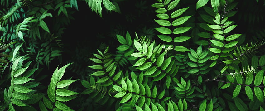 아름다운 녹색 잎과 빛 3440x1440 Ultra WQ, 3440x1440 green HD 월페이퍼